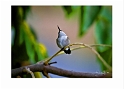 092708_9290-TS  Whistling Ruby Throat Hummingbird
